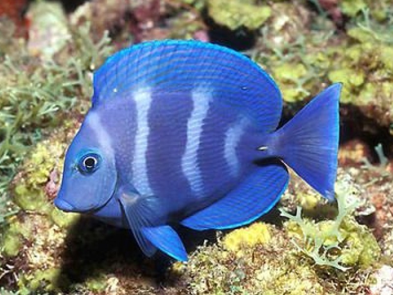 Bluefish (Cresting Waves)