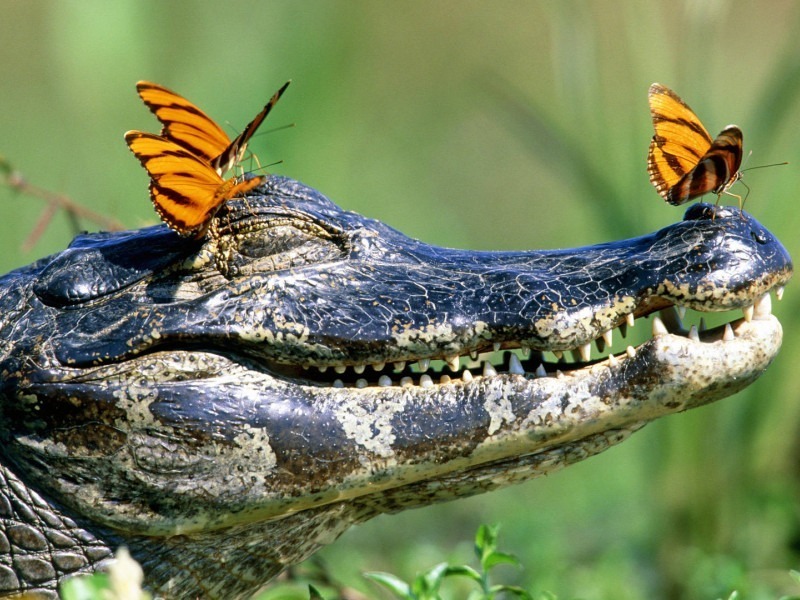 Crocodile (Aqua-Kids)